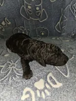 Beans, a male Poodle - Standard  for sale in Lenoir, NC – 1 of 2