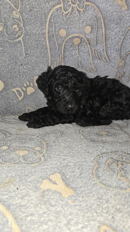 Evee / Purple collar – Poodle - Standard  puppy for sale in Lenoir, NC
