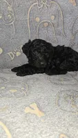 Evee / Purple collar, a female Poodle - Standard  for sale in Lenoir, NC – 1 of 3