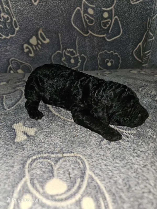 Delilah – Poodle - Standard  puppy for sale in Lenoir, NC