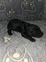 Delilah, a female Poodle - Standard  for sale in Lenoir, NC – 1 of 1