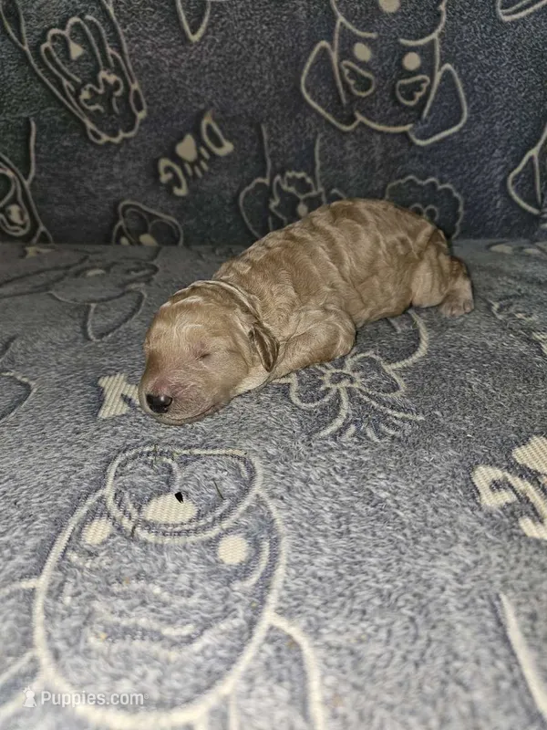 Shawn – Poodle - Standard  puppy for sale in Lenoir, NC