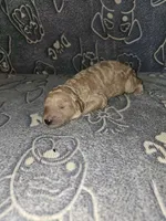 Shawn, a male Poodle - Standard  for sale in Lenoir, NC – 1 of 2