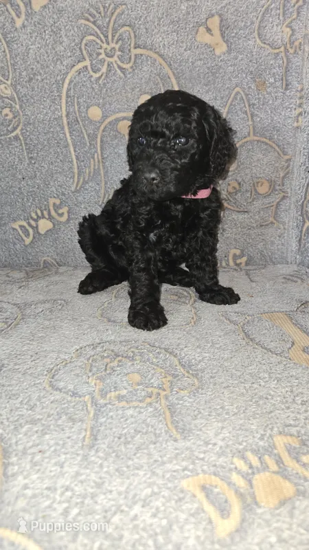 Paprika / hot pink collar – Poodle - Standard  puppy for sale in Lenoir, NC