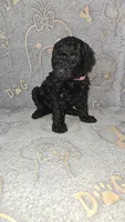 Paprika / hot pink collar, a female Poodle - Standard  for sale in Lenoir, NC – 1 of 1