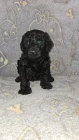 Evee / Purple collar, a female Poodle - Standard  for sale in Lenoir, NC – 3 of 3