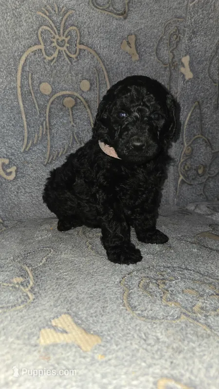 Kia /Light Pink Collar – Poodle - Standard  puppy for sale in Lenoir, NC