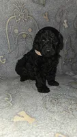 Kia /Light Pink Collar, a female Poodle - Standard  for sale in Lenoir, NC – 1 of 3