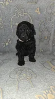 Kia /Light Pink Collar, a female Poodle - Standard  for sale in Lenoir, NC – 3 of 3