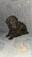 Snickers/ Blue collar, a male Poodle - Standard  for sale in Lenoir, NC – 2 of 2