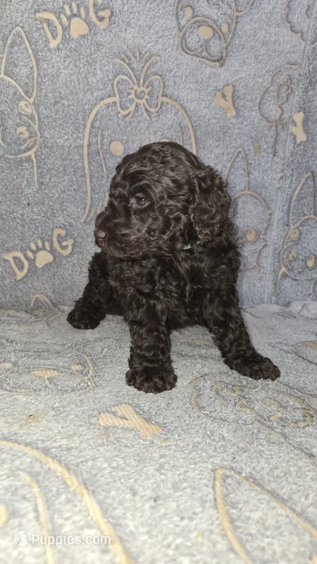 Terry/Green Collar – Poodle - Standard  puppy for sale in Lenoir, NC