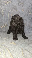 Terry/Green Collar, a male Poodle - Standard  for sale in Lenoir, NC – 1 of 3