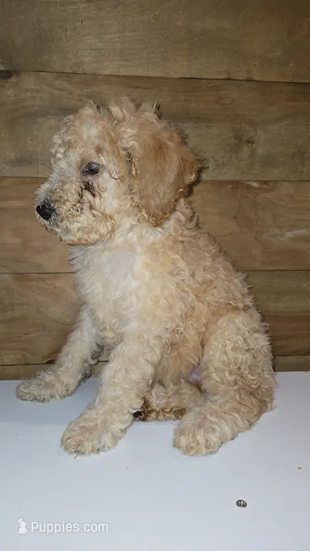 Miles/ Red collar – Poodle - Standard  puppy for sale in Lenoir, NC