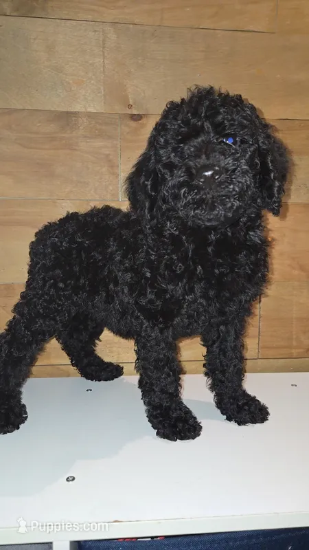 Kia /Light Pink Collar – Poodle - Standard  puppy for sale in Lenoir, NC