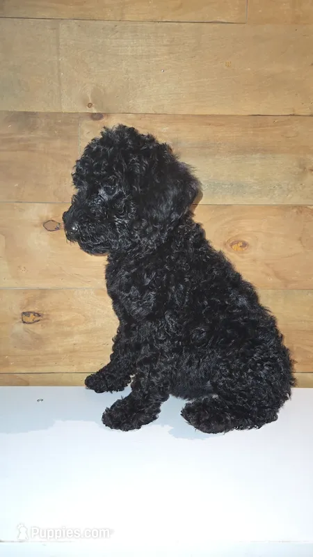 Paprika / hot pink collar – Poodle - Standard  puppy for sale in Lenoir, NC