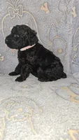 Kia /Light Pink Collar, a female Poodle - Standard  for sale in Lenoir, NC – 2 of 3