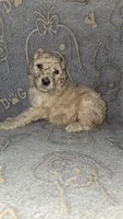 Miles/ Red collar, a male Poodle - Standard  for sale in Lenoir, NC – 3 of 3