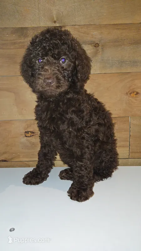 Terry/Green Collar – Poodle - Standard  puppy for sale in Lenoir, NC