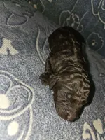 Duke, a male Poodle - Standard  for sale in Lenoir, NC – 1 of 2