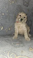 Miles/ Red collar, a male Poodle - Standard  for sale in Lenoir, NC – 2 of 3