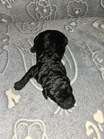 Chilli, a female Poodle - Standard  for sale in Lenoir, NC – 2 of 2