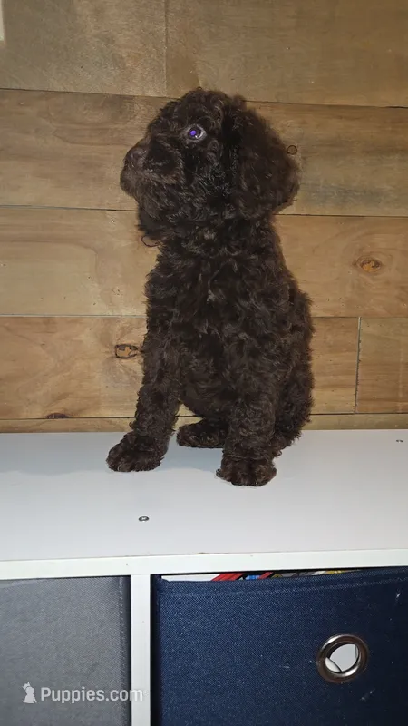 Snickers/ Blue collar – Poodle - Standard  puppy for sale in Lenoir, NC