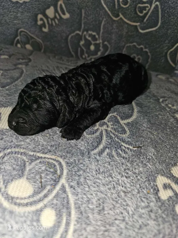 Chilli – Poodle - Standard  puppy for sale in Lenoir, NC