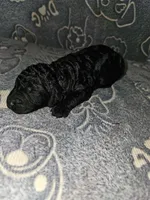Chilli, a female Poodle - Standard  for sale in Lenoir, NC – 1 of 2