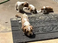 Big boy, a male Cavalier King Charles Spaniel for sale in Conover, NC – Photo 3 of 3