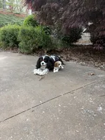 Wellington. Wales for short, a male Cavalier King Charles Spaniel for sale in Conover, NC – Photo 5 of 5