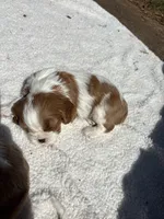 Big boy, a male Cavalier King Charles Spaniel for sale in Conover, NC – Photo 2 of 3