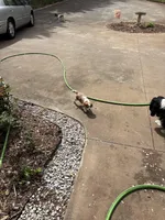 Wellington. Wales for short, a male Cavalier King Charles Spaniel for sale in Conover, NC – Photo 4 of 5