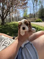 Big boy, a male Cavalier King Charles Spaniel for sale in Conover, NC – Photo 1 of 3