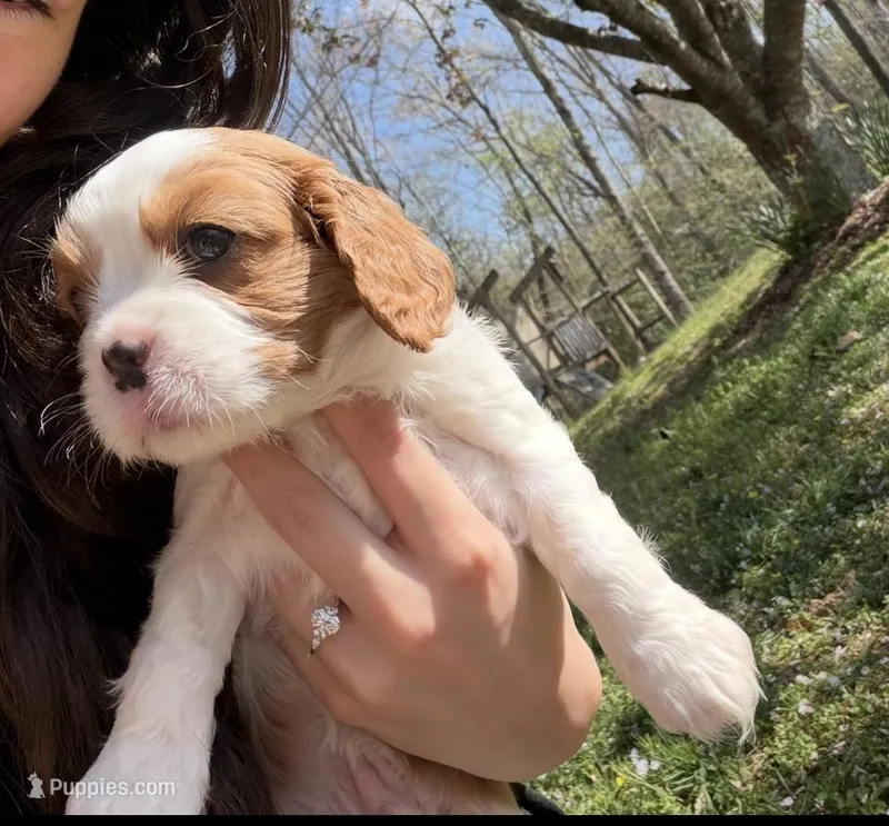 Butterfly , a female Cavalier King Charles Spaniel for sale in Conover, NC – Photo 1 of 1