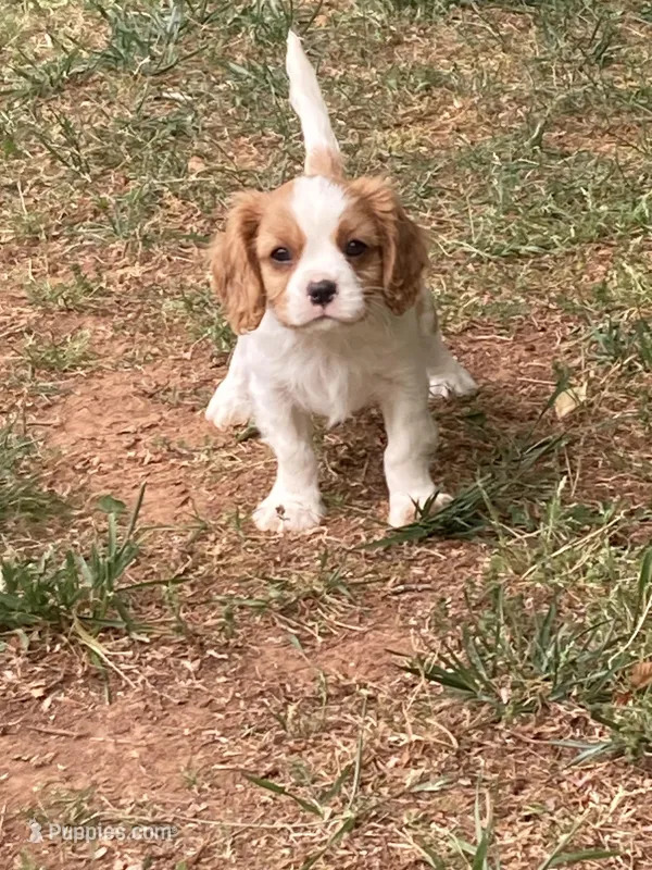 Rip – Cavalier King Charles Spaniel puppy for sale in Conover, NC