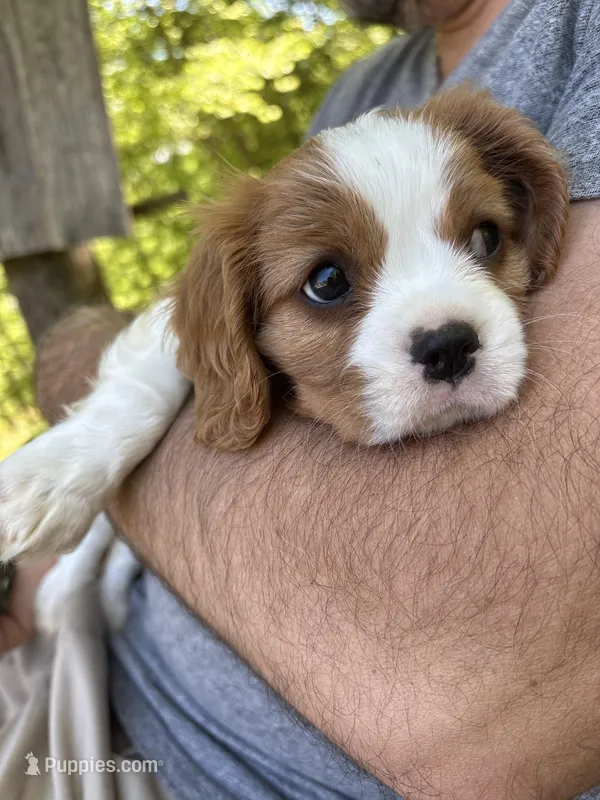 Rip – Cavalier King Charles Spaniel puppy for sale in Conover, NC