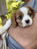 Rip, a male Cavalier King Charles Spaniel for sale in Conover, NC – Photo 1 of 3