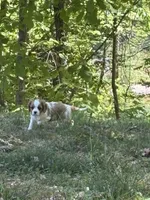 Rip, a male Cavalier King Charles Spaniel for sale in Conover, NC – Photo 2 of 3