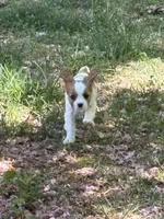 Rip, a male Cavalier King Charles Spaniel for sale in Conover, NC – Photo 3 of 3