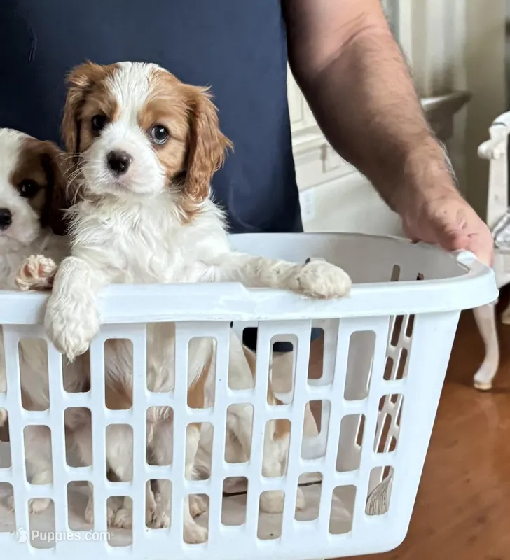 George – Cavalier King Charles Spaniel puppy for sale in Conover, NC