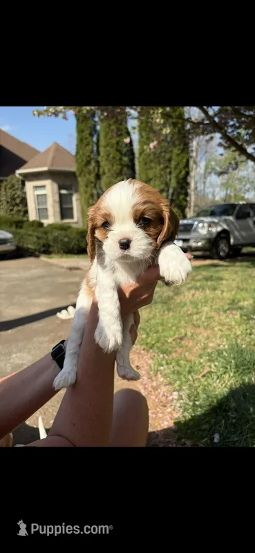 George – Cavalier King Charles Spaniel puppy for sale in Conover, NC