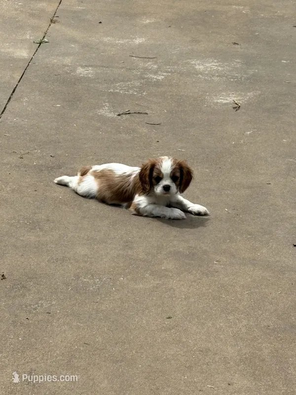 Winston – Cavalier King Charles Spaniel puppy for sale in Conover, NC