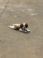 Winston, a male Cavalier King Charles Spaniel for sale in Conover, NC – 1 of 2