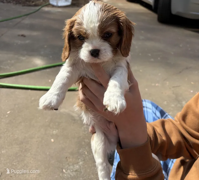 Winston, a male Cavalier King Charles Spaniel for sale in Conover, NC – Photo 1 of 1