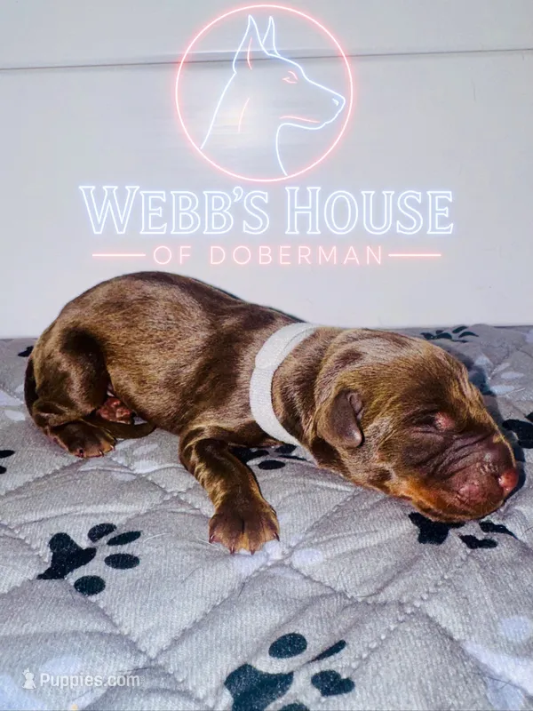 Grey Collar Male -Euro Lines-AKC – Doberman Pinscher puppy for sale in Greenwood, IN