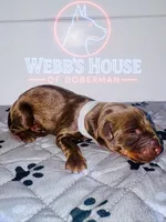 Grey Collar Male -Euro Lines-AKC, a male Doberman Pinscher for sale in Greenwood, IN – 1 of 5
