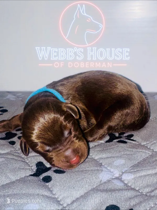 Light Blue Male – Doberman Pinscher puppy for sale in Greenwood, IN