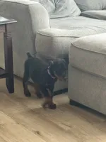 Asha (Light Pink Collar), a female Doberman Pinscher for sale in Greenwood, IN – 6 of 9