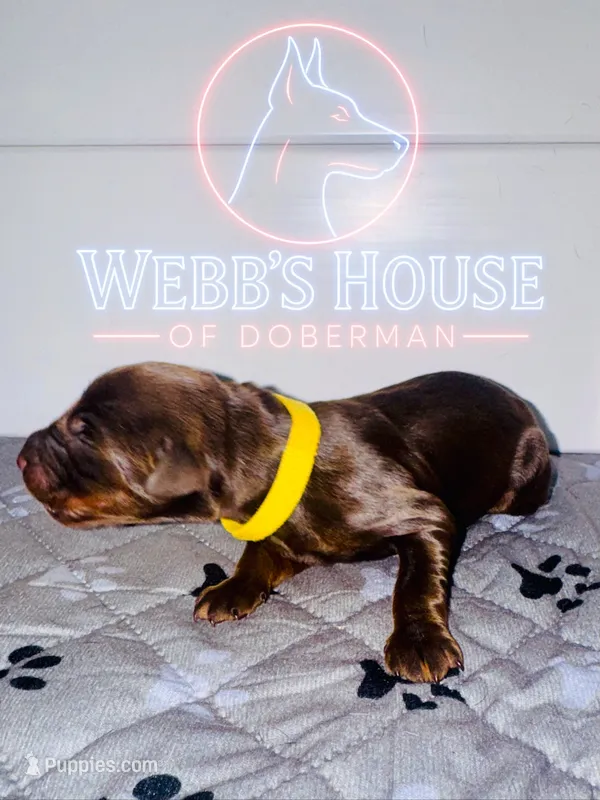Yellow Collar Male – Doberman Pinscher puppy for sale in Greenwood, IN