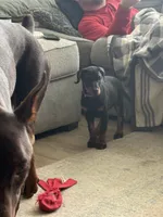 Asha (Light Pink Collar), a female Doberman Pinscher for sale in Greenwood, IN – 3 of 9